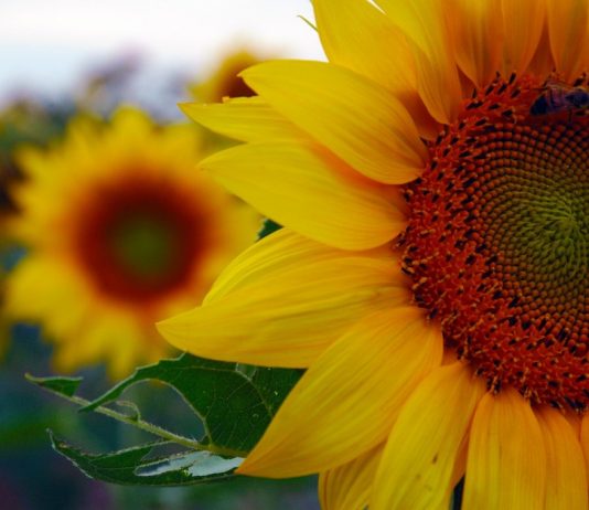 The Positive Effects Of Stress (6 Ways To Transform It To Good) stress can be good