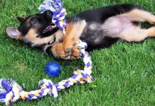 10 Best Puppy Toys (For Teething, Chewing, Snuggling & More) Best puppy toys