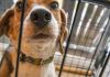 How To Humanely Crate Train A Puppy (Puppy Crate Training Tips) Crate training your puppy