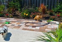How To Potty Train A Puppy (Complete House Training Guide) How to potty train a puppy