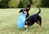 10 Rules For Choosing The Best Dog Toys & Safe Dog Chew Toys