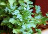 15 Parsley Health Benefits (For Cancer Prevention & Detox) Health benefits of parsley featured image