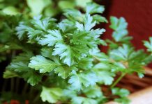 15 Parsley Health Benefits (For Cancer Prevention & Detox) Health benefits of parsley featured image