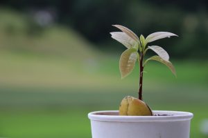 Grow your own avocado tree