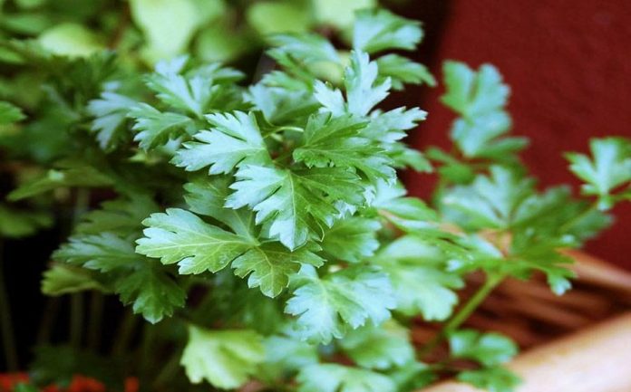 Health benefits of parsley featured image